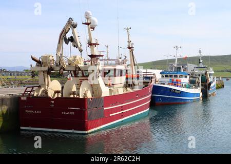 Bateaux de pêche bordant le port de Dingle à Dingle, comté de Kerry, Irlande Banque D'Images