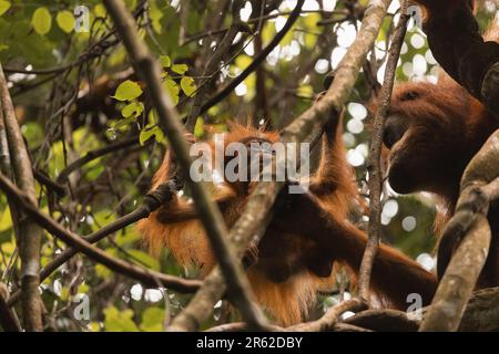 Mère sauvage femelle Sumatran Orangutan et son bébé orangutan, accrochée dans les lianes et vivant dans la forêt tropicale du nord de Sumatra, Indonésie, Southée Banque D'Images