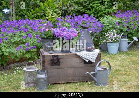 aménagement de jardin d'époque avec hortensia pourpre en pot de zinc et lanternes Banque D'Images