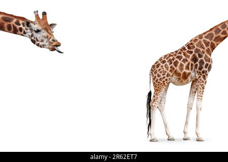 Concept girafe drôle avec tête et corps séparés isolés sur fond blanc. Banque D'Images