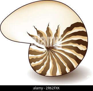 Nautilus shell isolé sur un fond blanc. Illustration de Vecteur