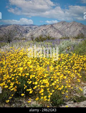 Les fleurs sauvages fleurissent dans les basses élévations du parc national de Joshua Tree, Californie. Banque D'Images