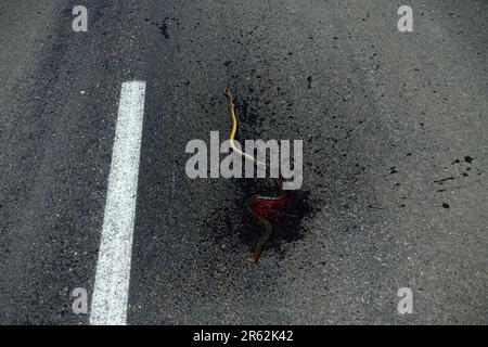 Le serpent sur la route est toujours cadavre. L'homme n'aime pas les serpents, leur meurtre intentionnel par les conducteurs. ('fuir de la face du serpent; pour si vous appro Banque D'Images