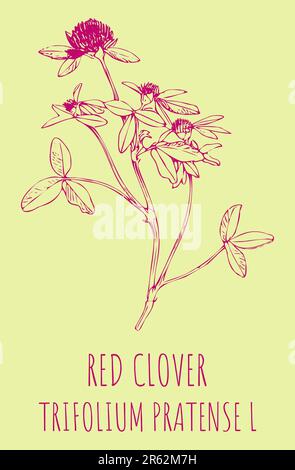 TRÈFLE ROUGE des mises en plan. Illustration dessinée à la main. Nom latin Trifolium pratense L. Banque D'Images