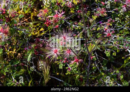 Baja fée Duster (Calliandra californica) fleurit près de Black Canyon City, en Arizona, lors d'une belle journée de printemps. Banque D'Images