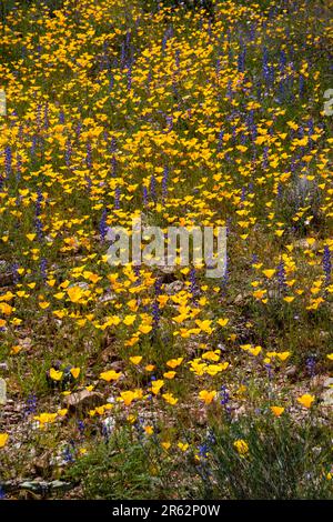 Coquelicot d'Arizona (Kallstroemia grandiflora). Les fleurs sauvages