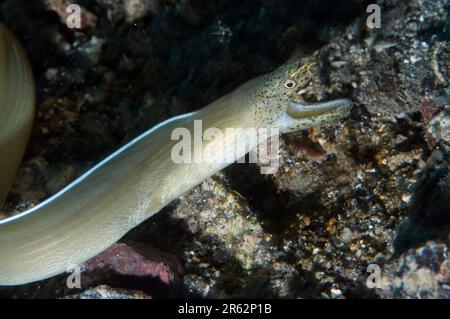 White Ribbon Eel, Pseudechidna brummeri, site de plongée de la jetée de police, Lembeh Straits, Sulawesi, Indonésie Banque D'Images