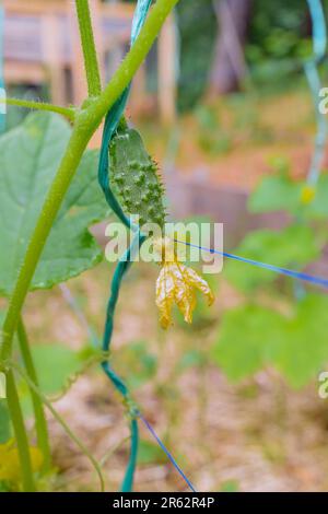 Petits concombres verts dans la serre du jardin pendant la croissance de la culture florale Banque D'Images