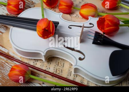 Merveilleux Violin blanc et Tulips orange encore la vie Banque D'Images