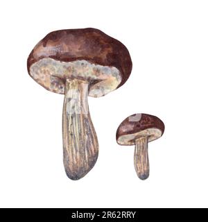 Grand et petit boletus avec un chapeau brun. Champignons sauvages comestibles de la forêt. Pour les recettes, l'emballage, les vacances d'automne, la récolte. Elément dessiné à la main isolé Banque D'Images