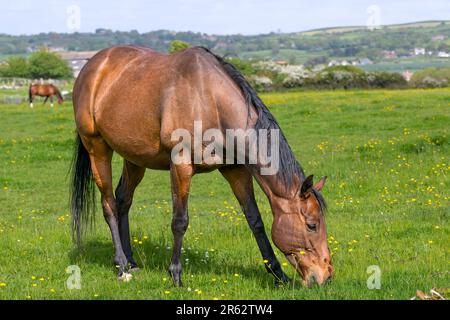 Pâturage des chevaux dans un champ de fleurs sauvages, North Yorkshire, Royaume-Uni Banque D'Images
