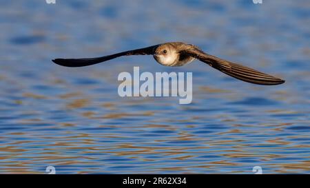 Hirondelle à ailes grossières du Nord, refuge national de faune Bosque del Apache, Nouveau-Mexique, États-Unis. Banque D'Images