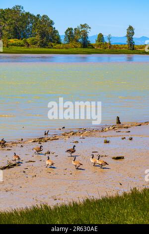 Bernaches du Canada marchant sur les méplats de boue à marée basse à Steveston Colombie-Britannique Canada Banque D'Images