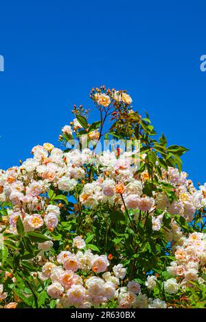 Grappes de fleurs de roses le long du front de mer de Steveston Colombie-Britannique Canada Banque D'Images