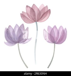 Fleurs aquarelles transparentes. Ensemble floral aux couleurs pastel violet, rose. Illustration dessinée à la main isolée sur fond blanc. Pour la conception de mariage Banque D'Images