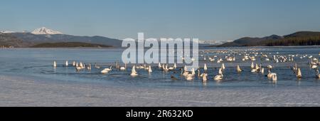 Vue panoramique des cygnes trompettes de toundra dans le nord du Canada au printemps avec de belles eaux bleues, des montagnes enneigées pendant la migration Banque D'Images