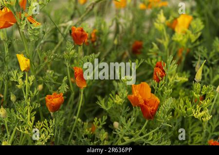 Un champ de coquelicots de Californie avec des tiges d'autres plantes mélangées Banque D'Images