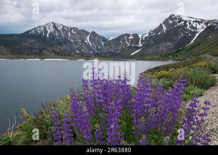 Grant Lake est l'un des lacs le long de la boucle de June Lake dans le comté de Mono, en Californie, aux États-Unis. Banque D'Images