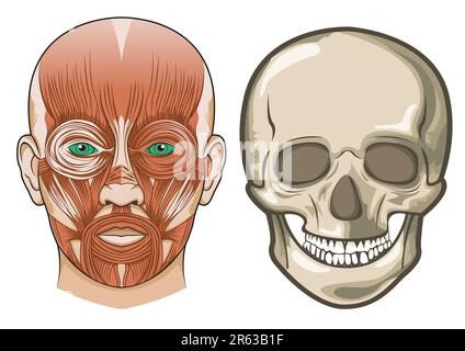 Anatomie du visage et crâne humains dans Vector Illustration de Vecteur