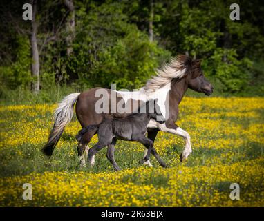 Un nouveau-né islandais filly court dans le pâturage avec sa mère Banque D'Images