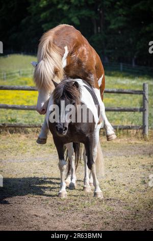 Un étalon de cheval islandais qui consanguinole une jument islandais Banque D'Images