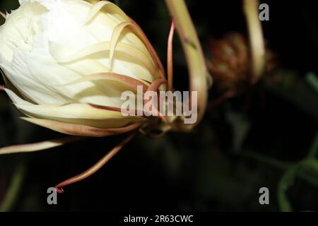 Brahma Kamal ou Reine de la nuit (Epiphyllum oxypetalum) Fleur Banque D'Images