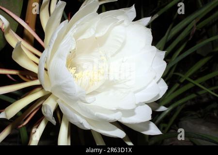 Brahma Kamal ou Reine de la nuit (Epiphyllum oxypetalum) Fleur Banque D'Images