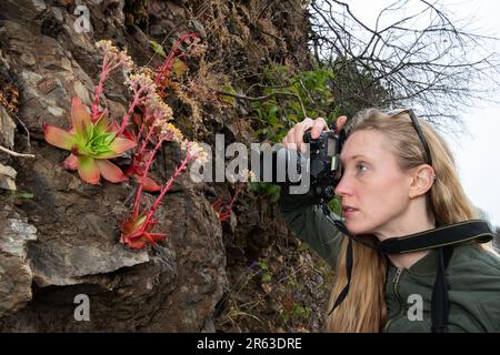 Une photographe féminine qui prend une photo de Dudleya en gros plan sur la côte californienne à point Reyes National Seashore. Banque D'Images