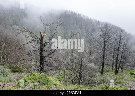 Après le feu de forêt Woodward en Californie, de nombreux arbres carbonisés restent, mais l'environnement commence à guérir à mesure que le sous-étage se développe. Banque D'Images