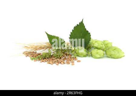 Des cônes de houblon et des fleurs de houblon près de graines de blé isolées sur fond blanc, la bière brassicole et les ingrédients de la pharmacie Banque D'Images