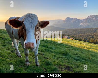 Curieuse vache au lever du soleil sur l'Alm Stoisser à Chiemgau, Bavière, Allemagne Banque D'Images