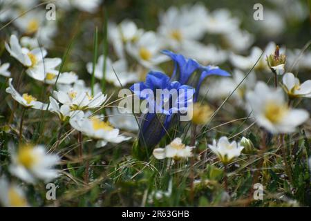 Gentiane bleue (gentiana clusii) avec pasqueflower alpine (Pulsatilla alpina) dans les Alpes bavaroises Banque D'Images