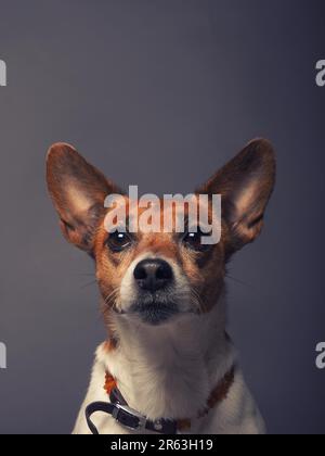 Portrait of a cute Jack Russell Terrier Banque D'Images