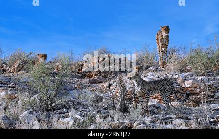 Cheetahs (Acinonyx jubatus), Parc national transfrontalier de Kgalagadi, Afrique du Sud Banque D'Images