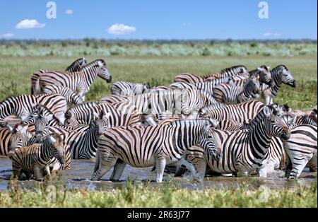 Zèbres (Equus quagga) im Wasser, Etosha, Namibie Banque D'Images