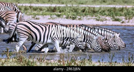 Zèbres (Equus quagga) im Wasser, Etosha, Namibie Banque D'Images