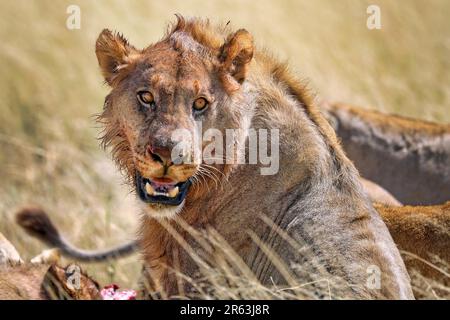 Lion (Panthera leo) après avoir tué une antilope, Parc national d'Etosha, Namibie Banque D'Images