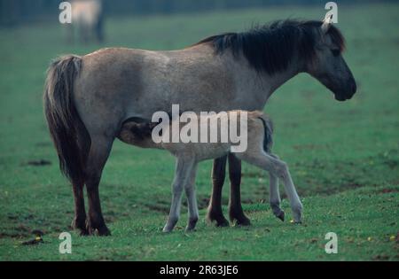 Poneys Dulmen, jument et foal, chevaux sauvages Duelmen, mafoal de suckling Mare (Duelmener) (animaux) (mammifères) (animaux domestiques) (animaux de ferme) (ongulés) Banque D'Images