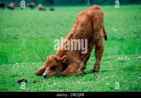 Aurochs, veau, se lever, ur, Auerochse, Kalb, [Saeugetiere, mammifères, Huftiere, Rinder, bovins (Bos primigenius), Paarhufer Banque D'Images