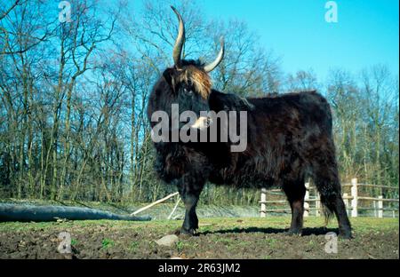 Aurochs, Our, Auerochse, [Saeugetiere, mammifères, Huftiere, Paarhufer (animaux à sabots), Rinder, bovins (Bos primigenius), Europa, europe, aussen Banque D'Images