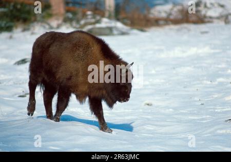 Bison européenne (Bison bonasus) en hiver, Wisent im Winter, [Europa, europe, Saeugetiere, Mammifères, Huftiere, Paarhufer (animaux à sabots) Banque D'Images