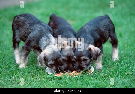 Schnauzer miniature, sel de poivre, chiots, 7 semaines, manger ensemble, Schnauzer, queue ancrée Banque D'Images