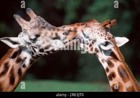 Girafes (Giraffa camelopardalis), paire (Afrique) (mammifères) (ongulés) (animaux à sabots de palourdes) (extérieur) (tête) (portrait) (latéral) Banque D'Images