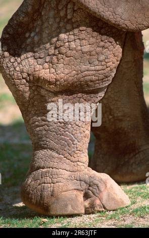 Rhinocéros indien (Rhinoceros unicornis), patte arrière, rhinocéros blindé (Asie) (asie) (mammifères) (animaux à capuchon) (extérieur) (gros plan) (détails) Banque D'Images