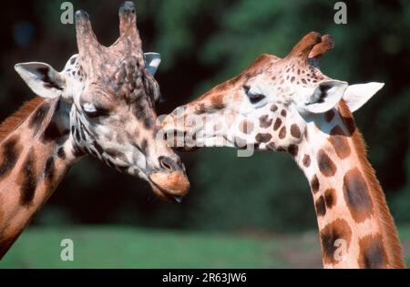 Girafes (Giraffa camelopardalis), paire, se léchant (Afrique) (mammifères) (ongulés) (animaux à sabots de palourdes) (à l'extérieur) (à l'extérieur) (tête) Banque D'Images