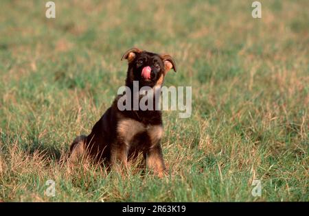 Berger allemand, chiot, 11 semaines, Berger allemand, alsacien, Chiot, 11 semaines (Schaeferhund) (animaux) (mammifères) (mammifères) (chien domestique) Banque D'Images