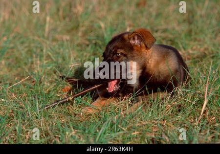 Berger allemand, chiot, 11 semaines, ronger sur la branche, Berger allemand, Alsacien, chiot, 11 semaines, ronger (berger allemand) (animaux) Banque D'Images