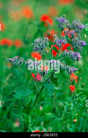 Borago officinalis, Borretsch, Pflanzen, plantes, Blumen, Fleurs, Gewuerzpflanzen, herbes en pot, Heilkraeuter, herbes médicinales Banque D'Images