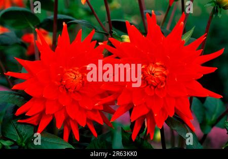 Dahlia 'Vulkan' (Dahlia x hybrida), Dahlie 'Vulkan', [Pflanzen, plantes, Blumen, Fleurs, Koepfchenbluetler, Korbbluetengewaechse, Gartenpflanze Banque D'Images