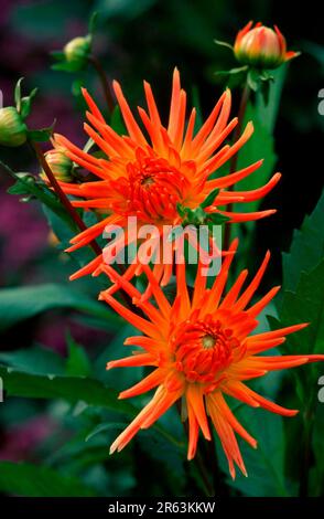 Cactus Dahlia 'mondeo' (Dahlia x hybrida), Cactus Dahlia 'mondeo', plantes, fleurs, cactus, plante de jardin, fleurs, fleur (Compositae), fleur Banque D'Images